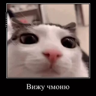 🥺