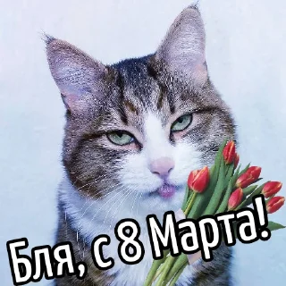 Кот "Бля"  @GIFSTIKI 🥳