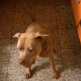 🐶