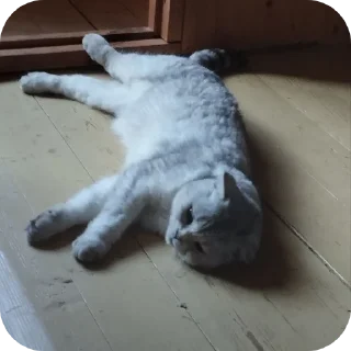 🐱