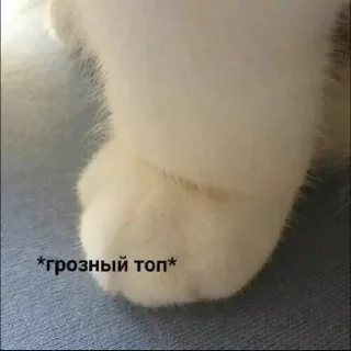 🐾