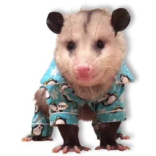 Cute Opossum @stickersb2b