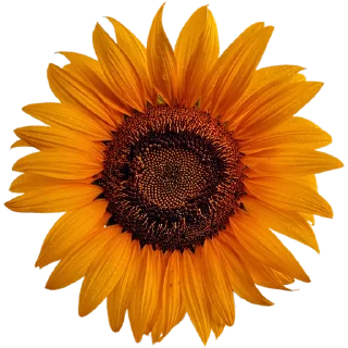 🌻
