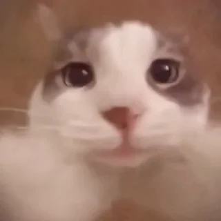 😽