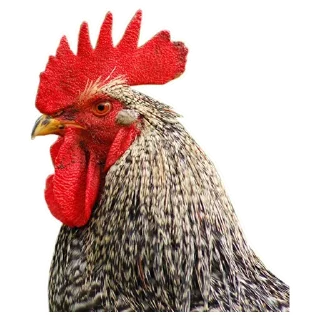 Birds @stickersb2b