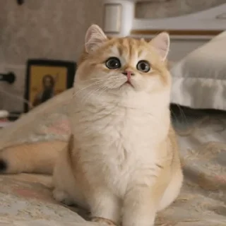 🤩