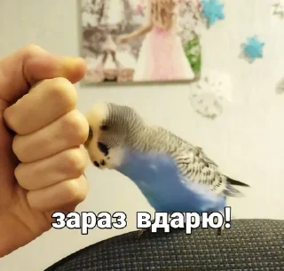 🐦