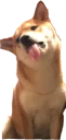 🐕