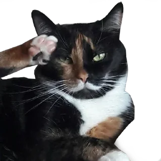 🫡