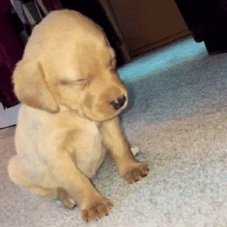 🐕
