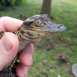 🥺