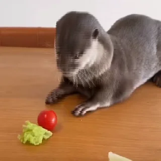 🍅