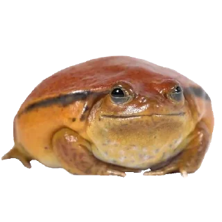 🐸