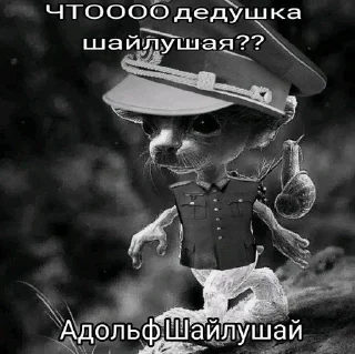 🐱