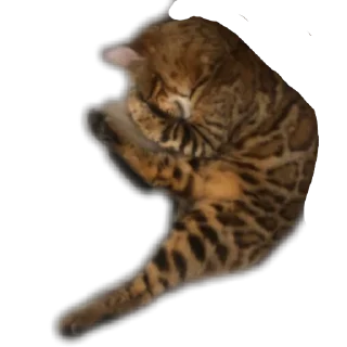 🐱