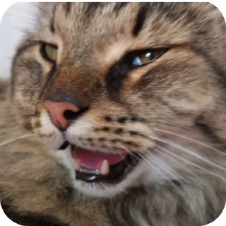 🐱