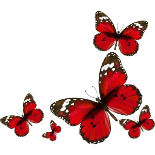 🦋