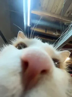👃