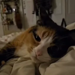 🌟