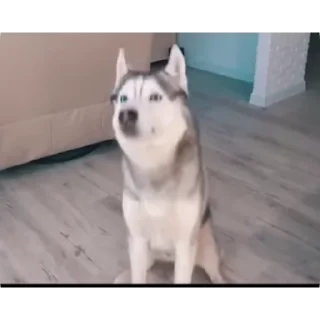 🐱