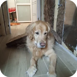 🐶