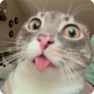🫕