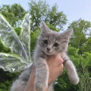 🧚‍♀️
