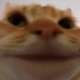 🐱