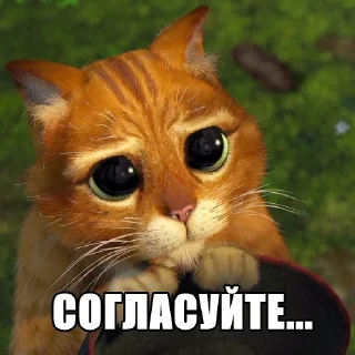😿