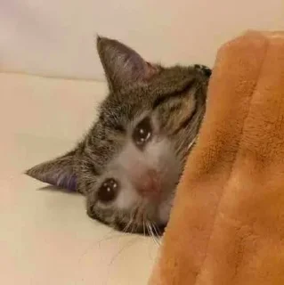 🥺