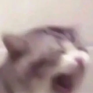 🐈