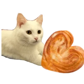 🐱
