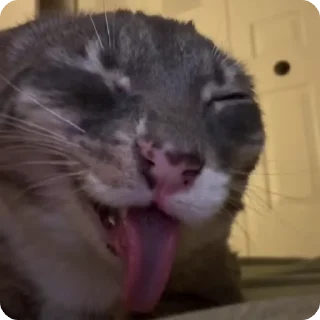 😎