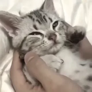 🐱