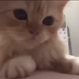 🐈‍⬛