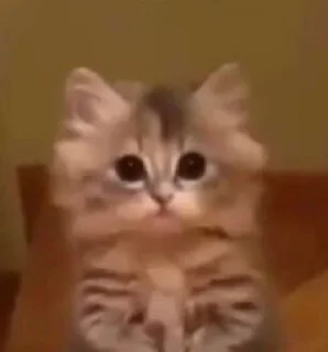 🫧