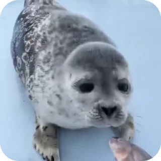 тюленьчики :: @fStikBot