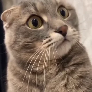 🐈‍⬛️