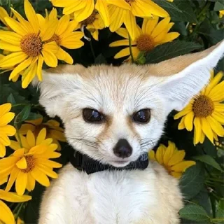 🌻