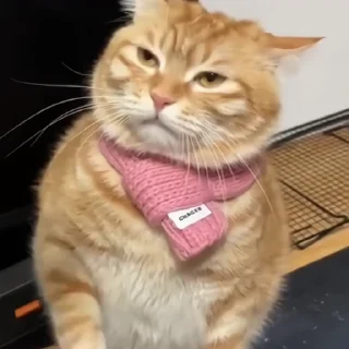 🐈‍⬛️