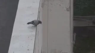 🕊