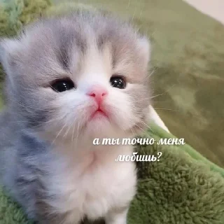 🐱