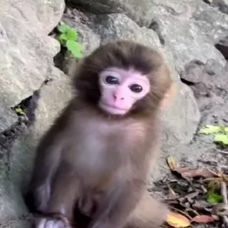 🐒