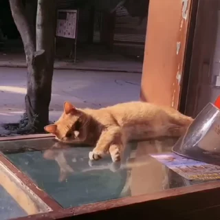 🐈