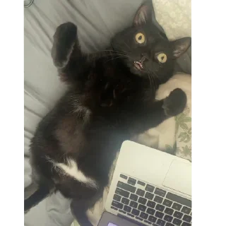 🐱