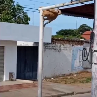 🐈
