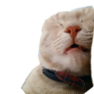🐱