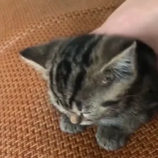 🐈
