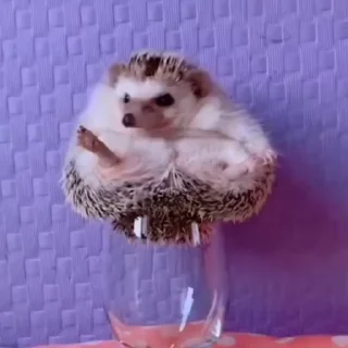 🦔