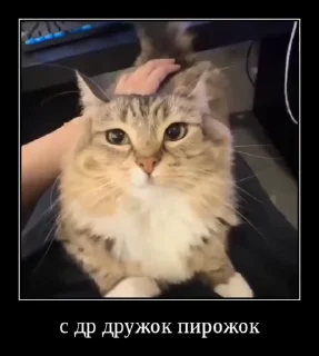 🌟